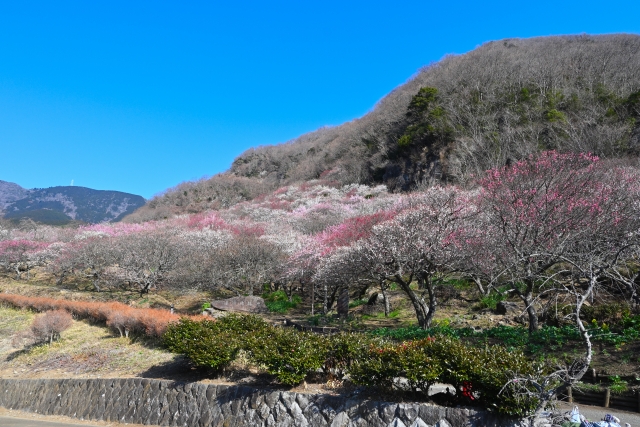 ［お花見登山･神奈川］湯河原梅林 幕山-南郷山 2023年3月3日(日)